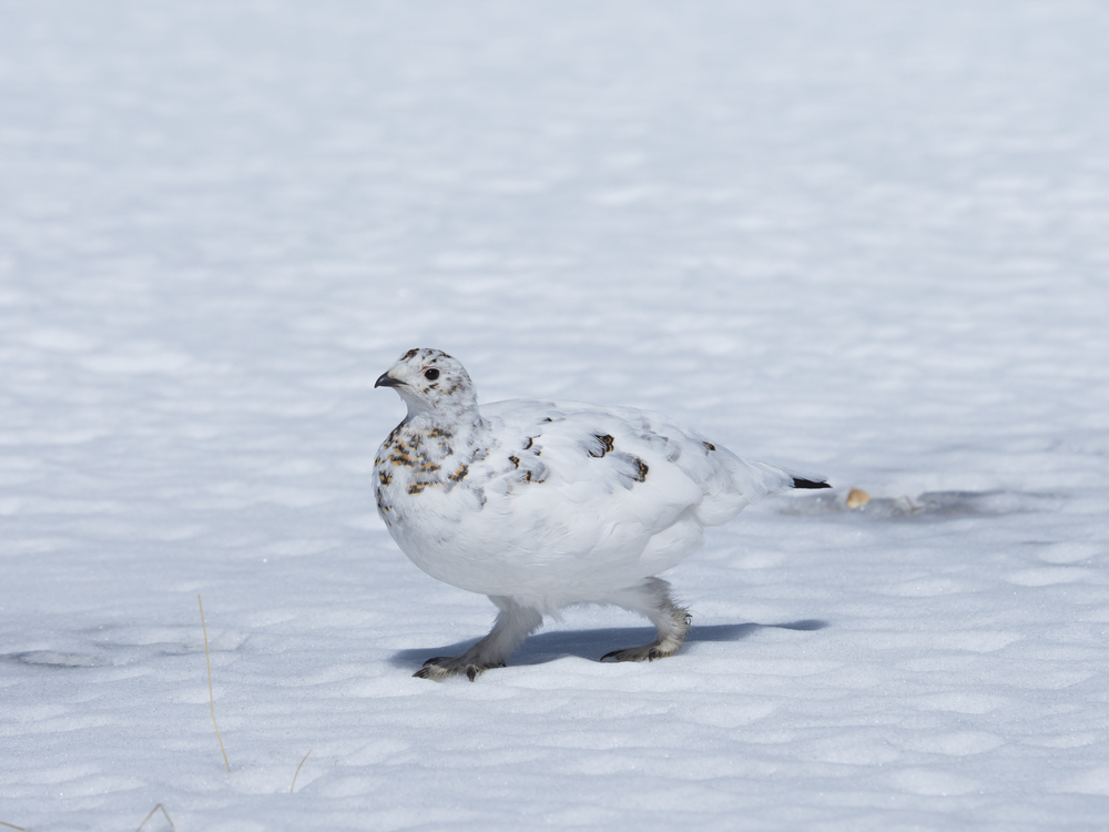 Alpenschneehuhn Winter