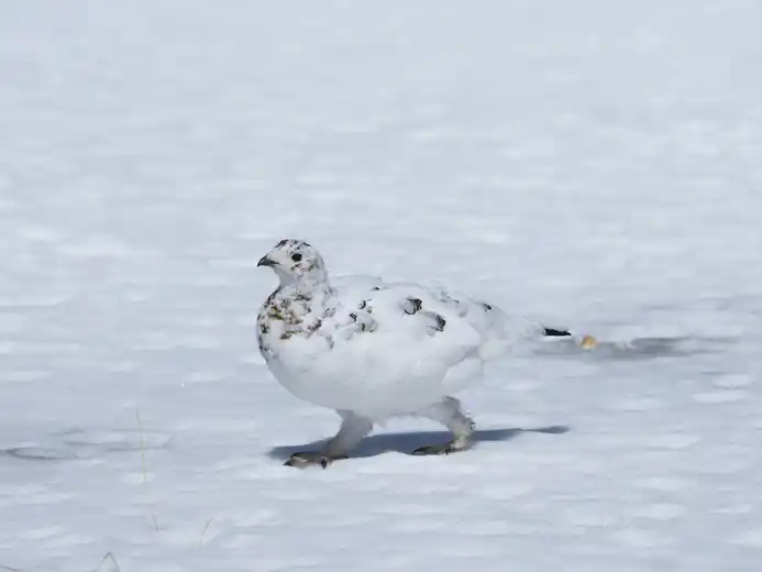 Alpenschneehuhn im Winterkleid