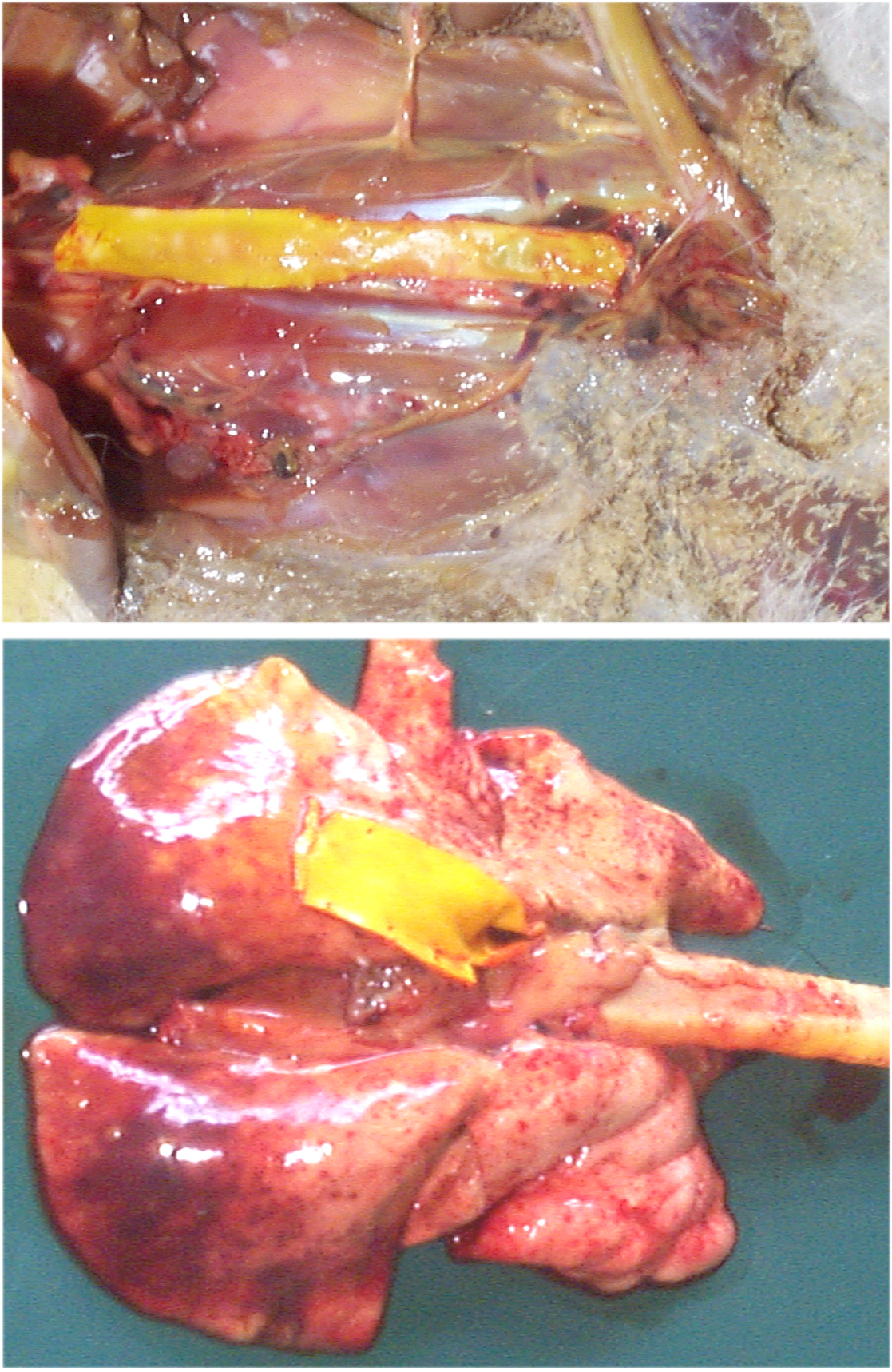 Lunge eines mit Leptospirose erkrankten Fuchses