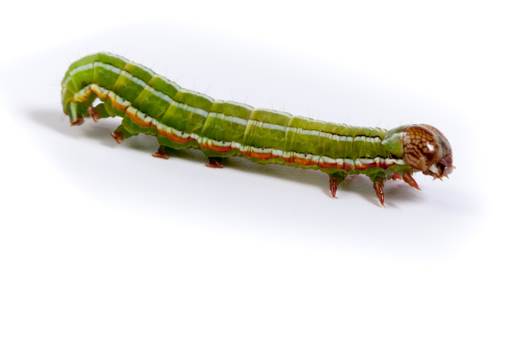 Kieferneulenraupe