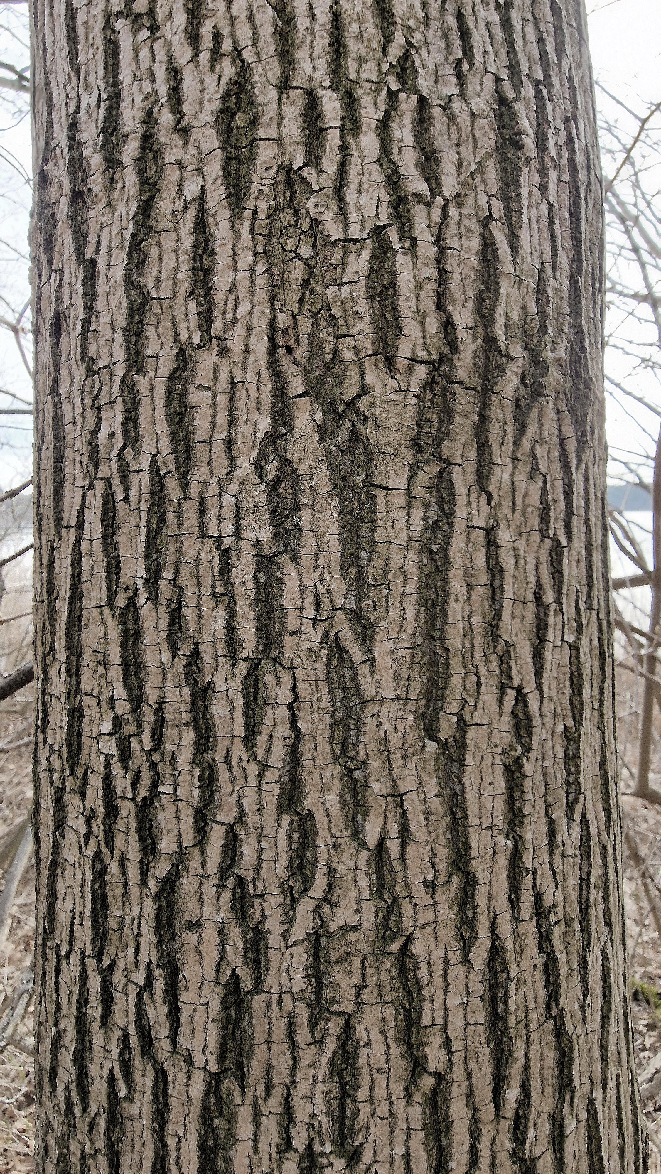 Esche-Gemeine Rinde jung 23 10a