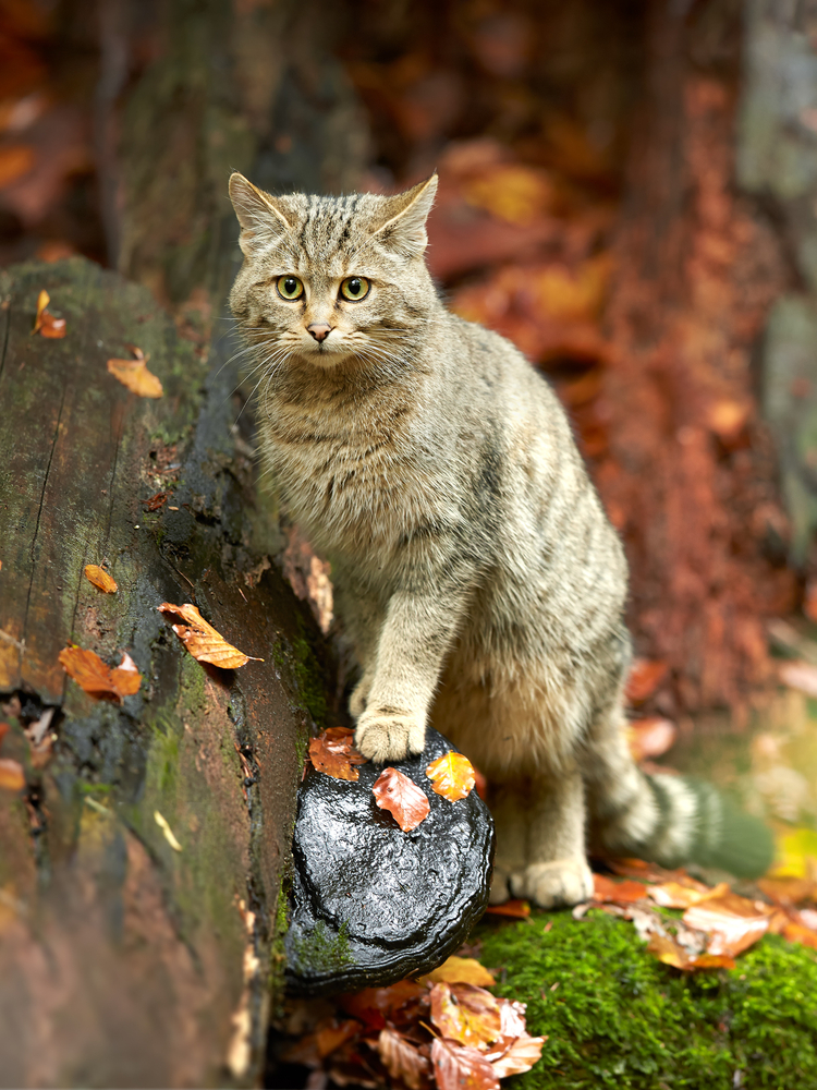 Wildkatze Farbe