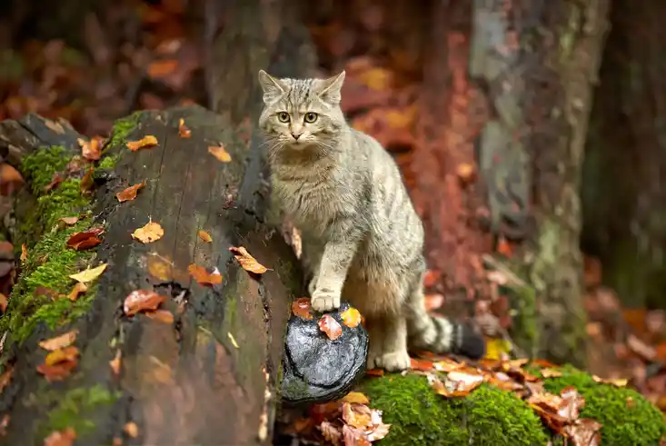 Ockergelbe Wildkatze