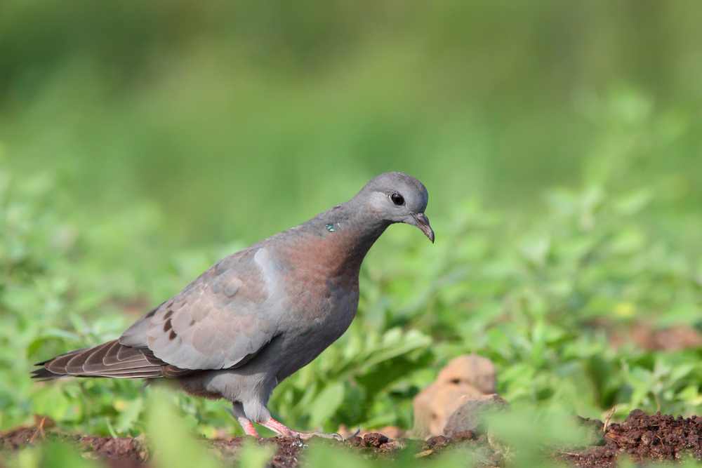 Juvenile Hohltaube