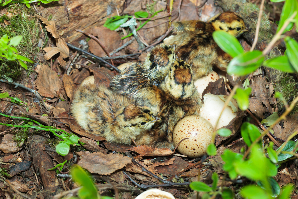 Birkwild Gelege und Küken