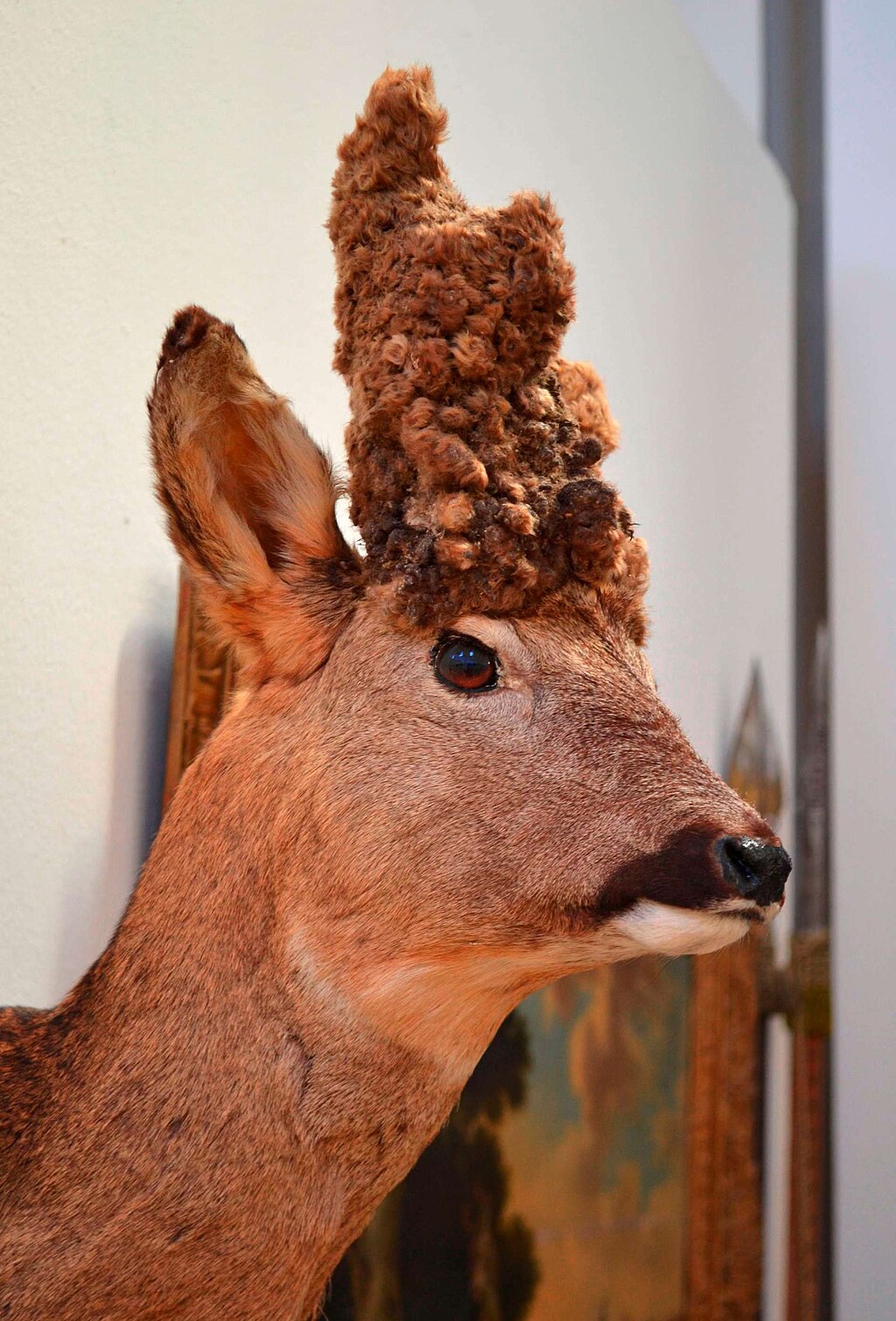 Perückengehörn