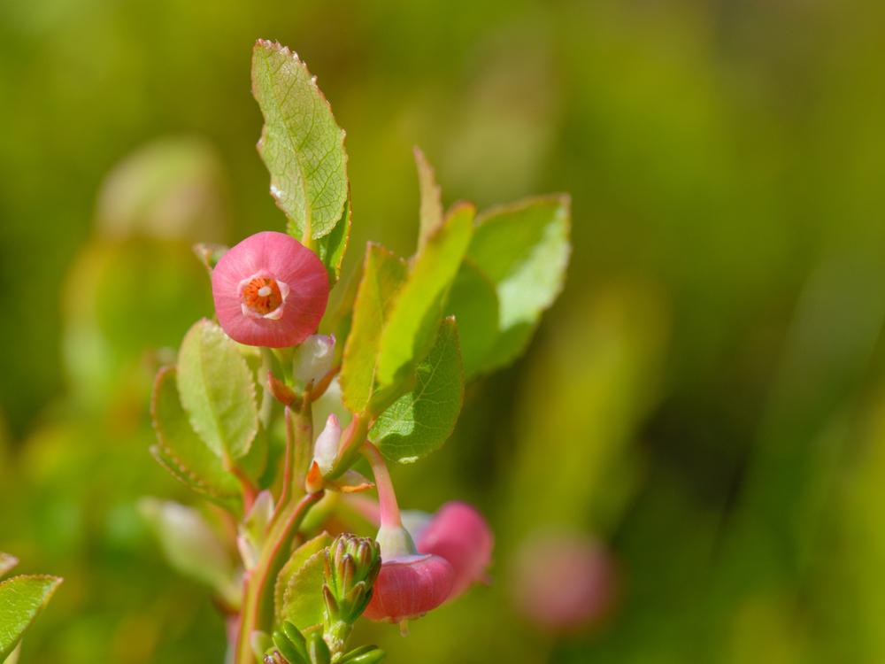 Blüte der Heidelbeere