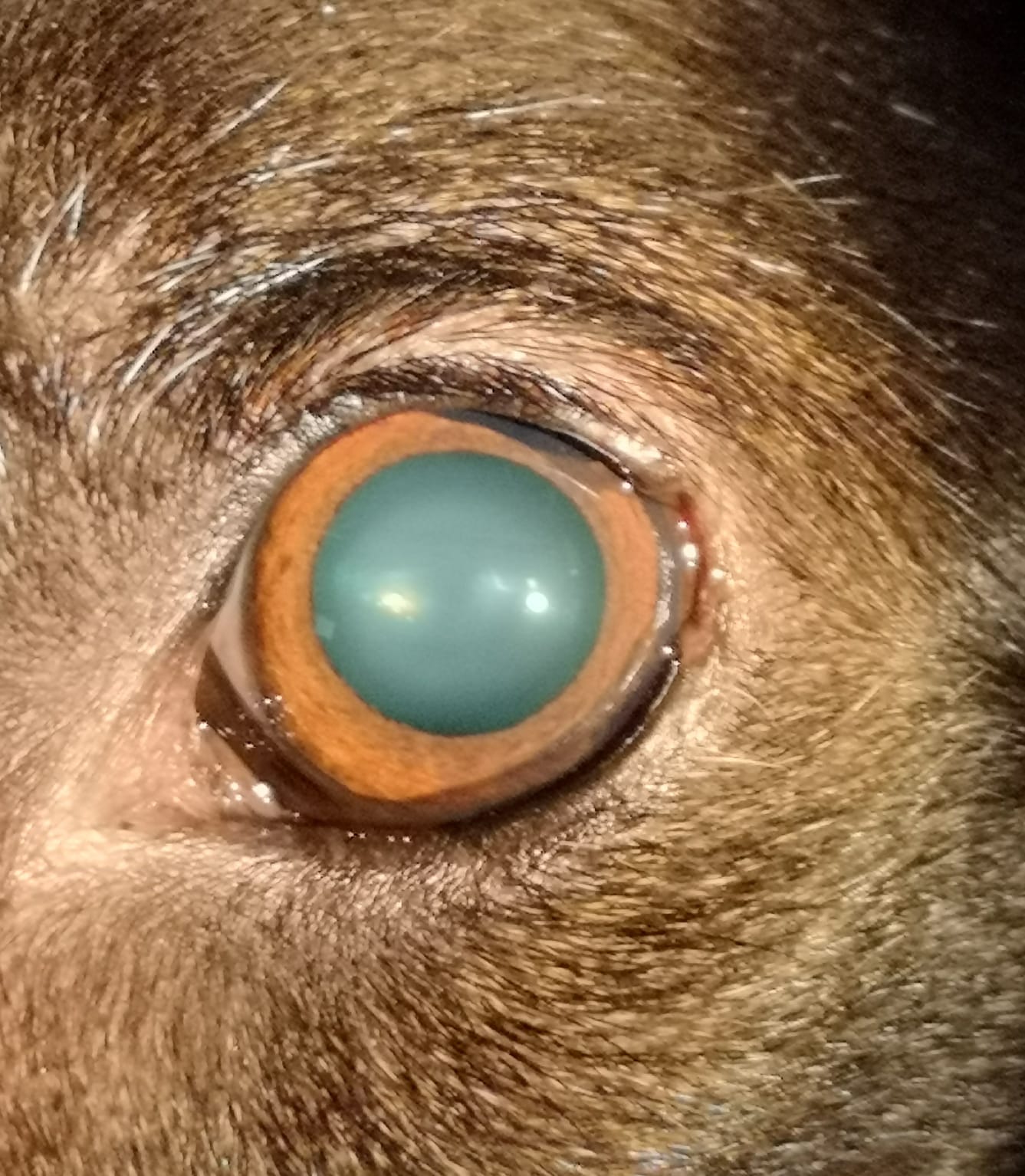 Grauer Star des Hundes