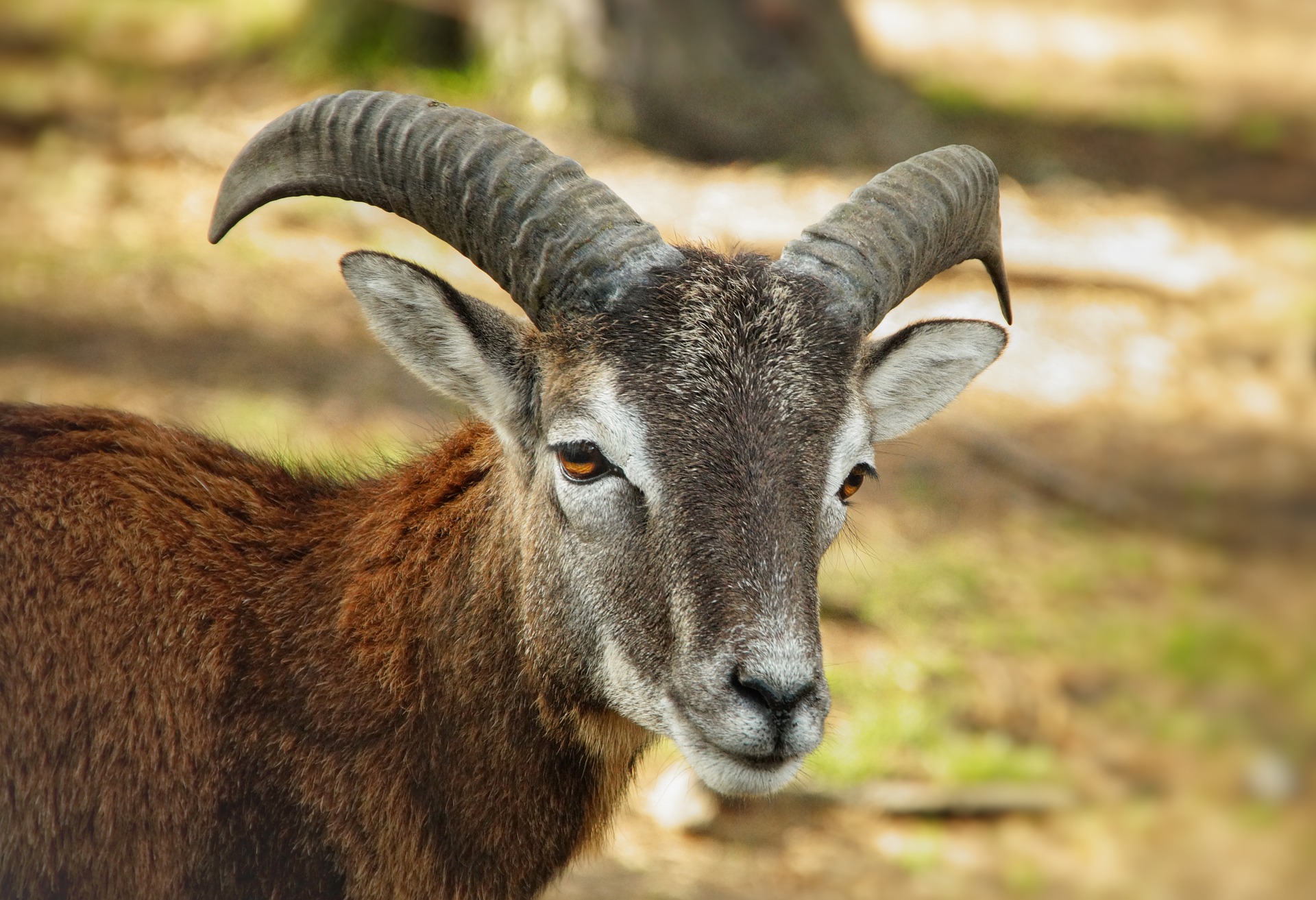 Muffelwidder Jährling