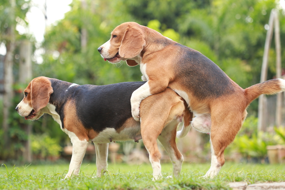 Zwei Beagle beim Decken