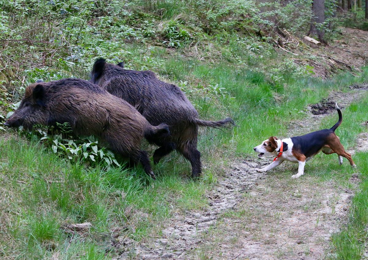 Wildschärfe bei einer Bracke mit zwei starken Stück Schwarzwild