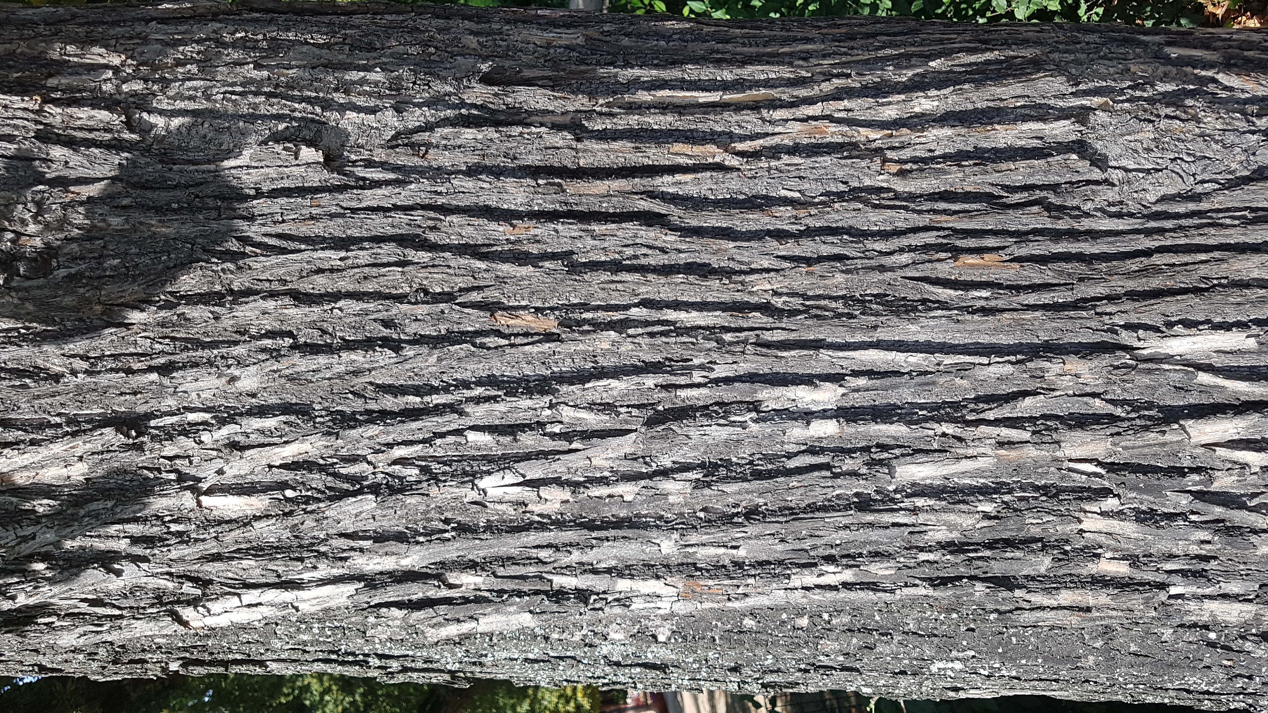 Linde-Sommer Rinde 1 100