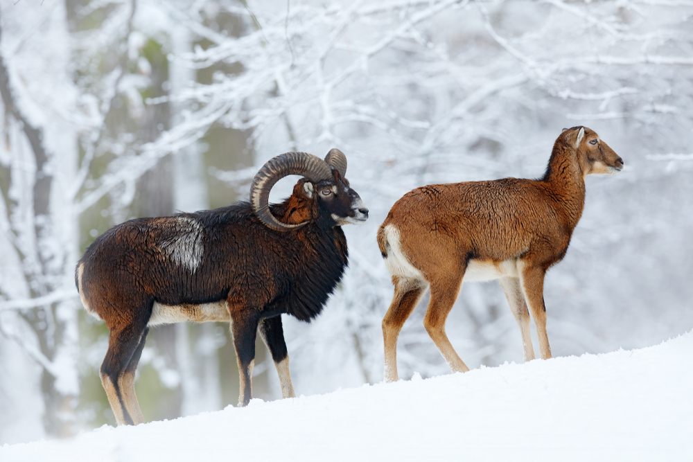 Muffelwidder und -schaf im Winterkleid