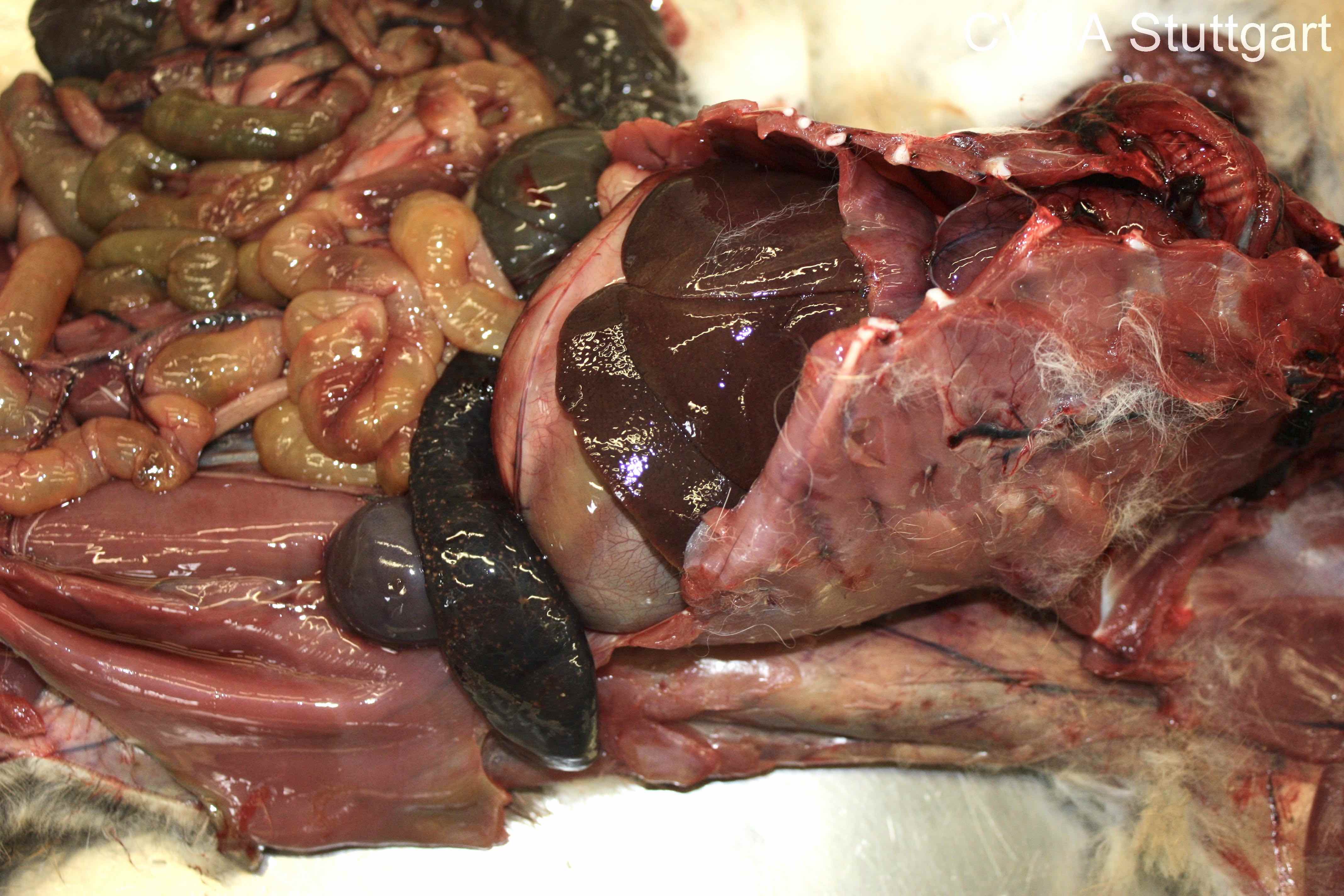 Feldhase mit Tularämie