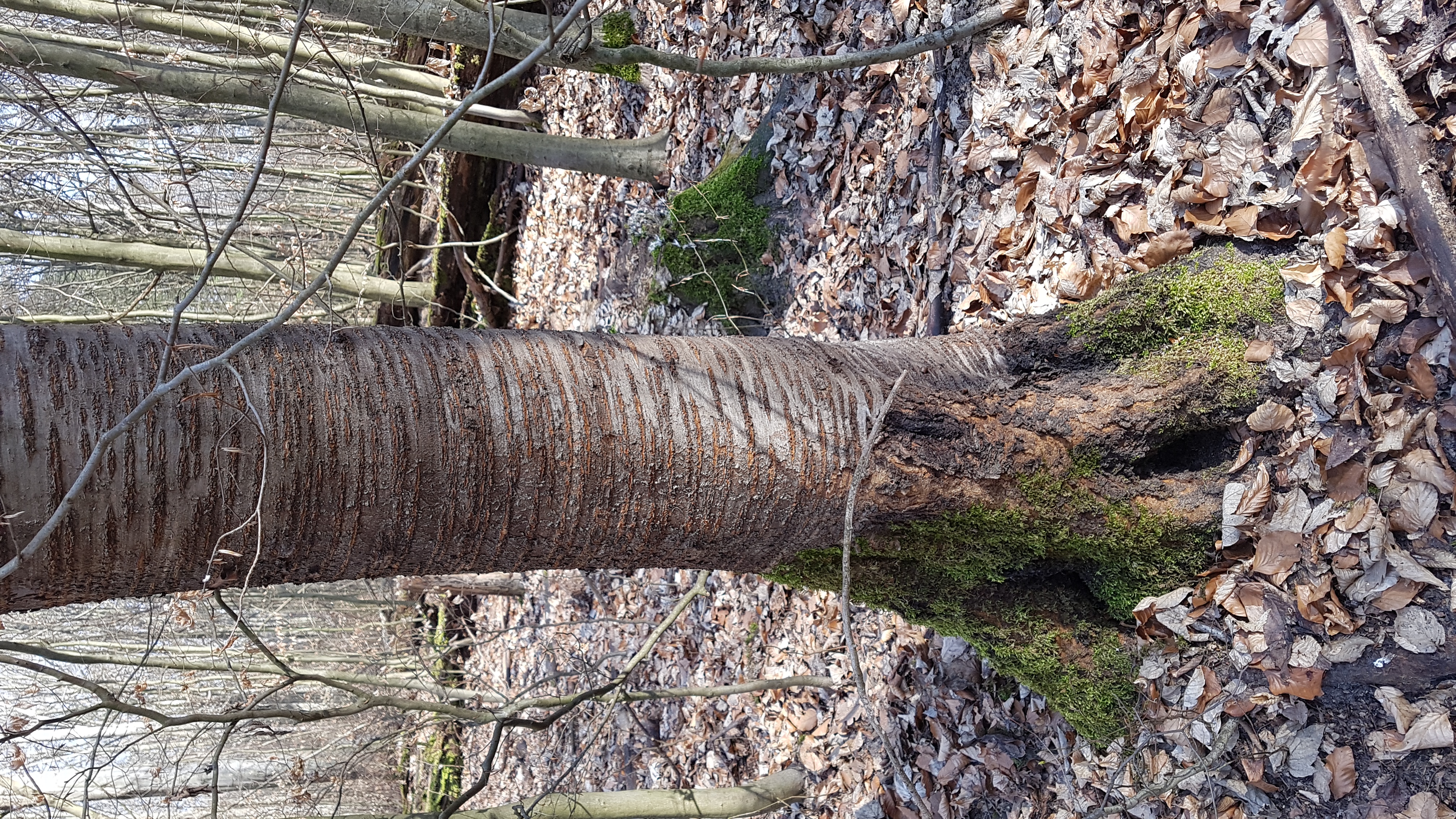 Kirsche-Vogel-Wild Rind 1 3