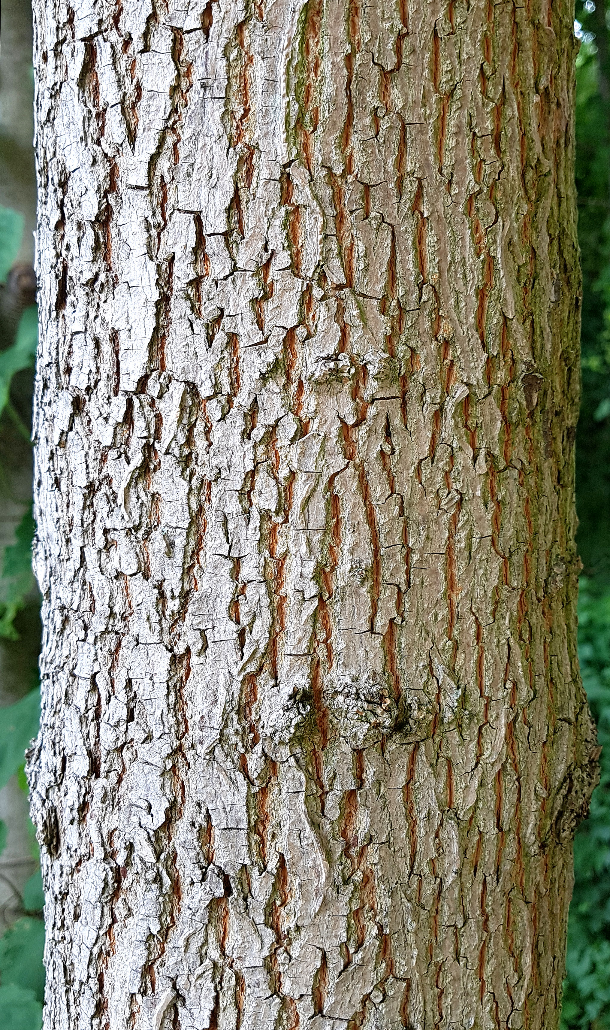Ahorn-Feld Rinde 20190722_152011