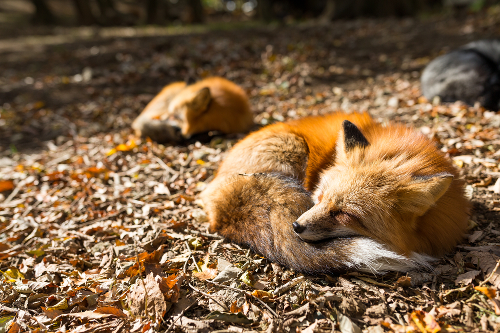 Fuchs schlaf