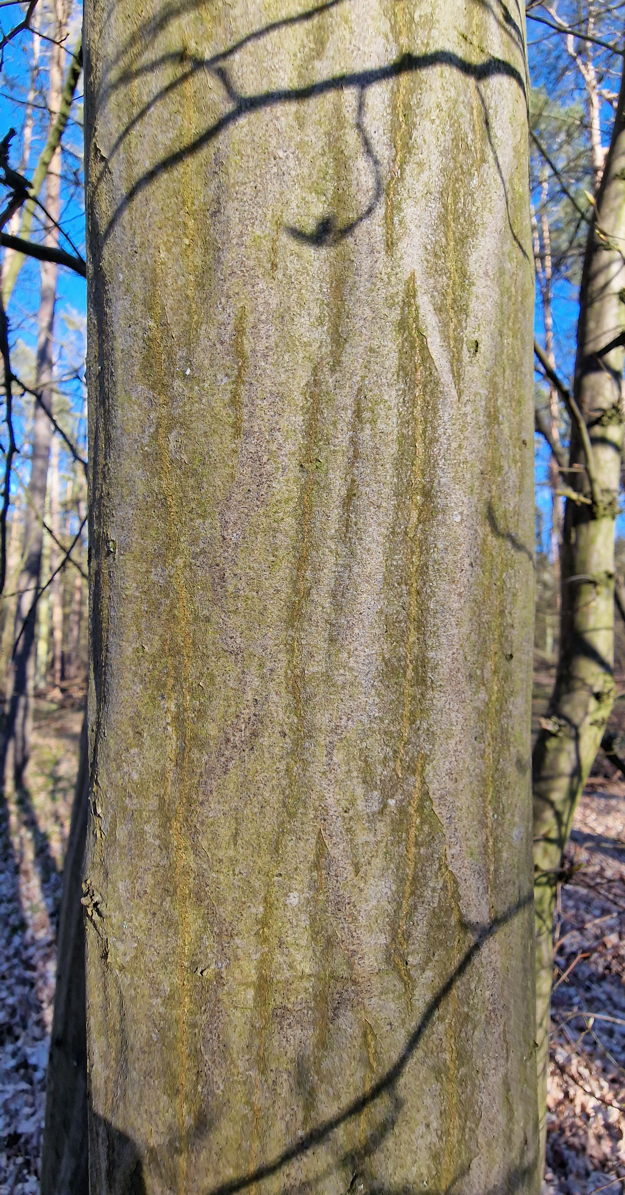 Hainbuche-Gemeine Rinde jung a