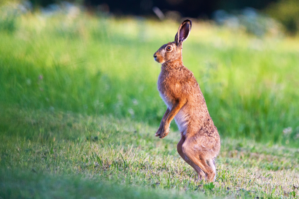 Hase Pfahl