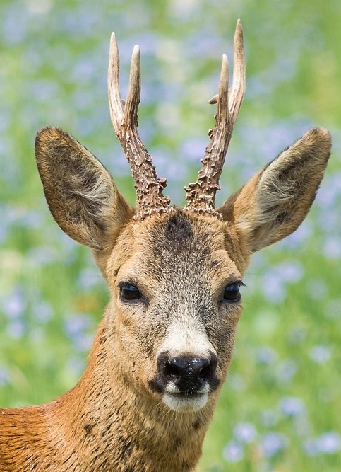 Muffelfleck