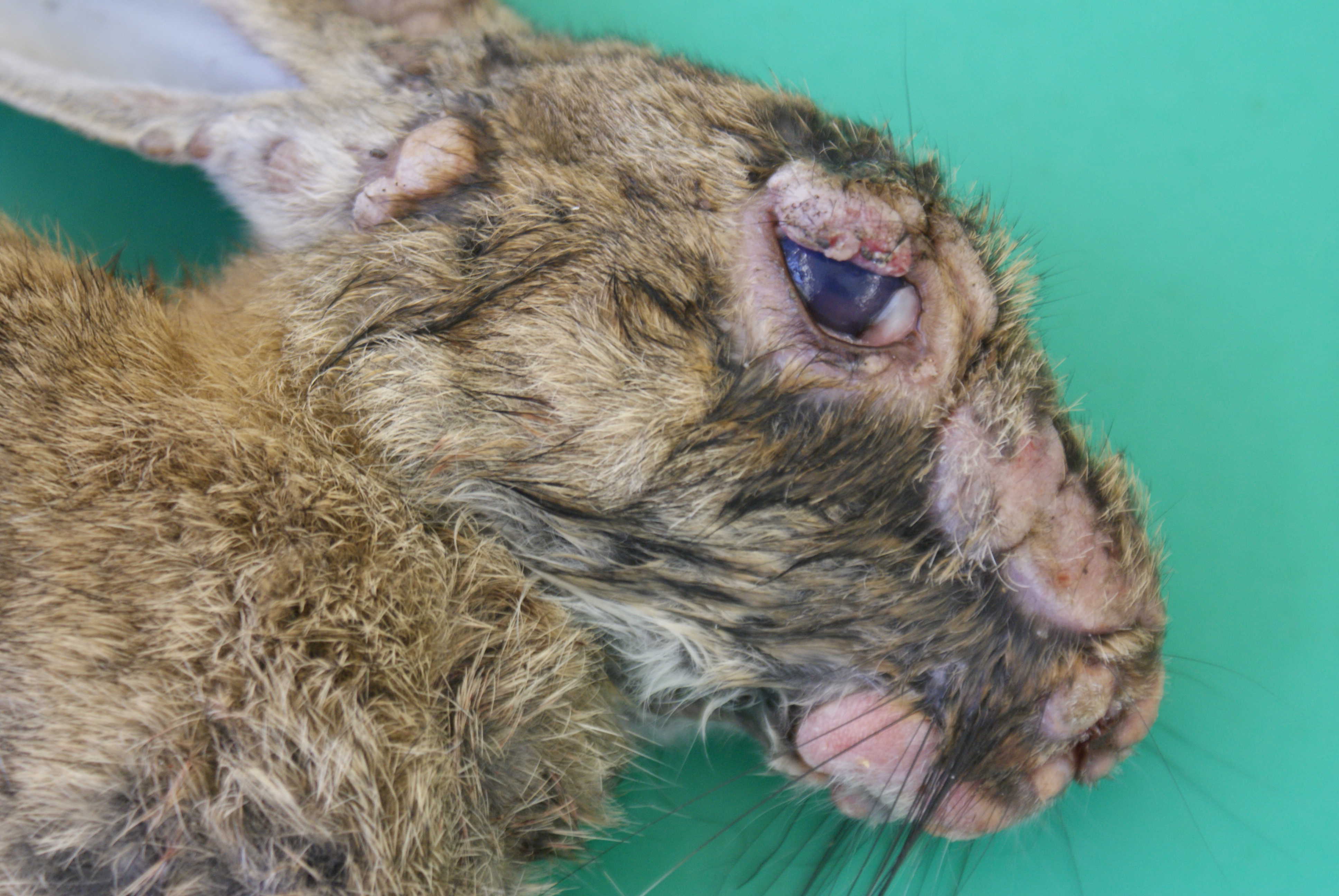 Kopf von einem an Myxomatose erkrankten Wildkaninchen