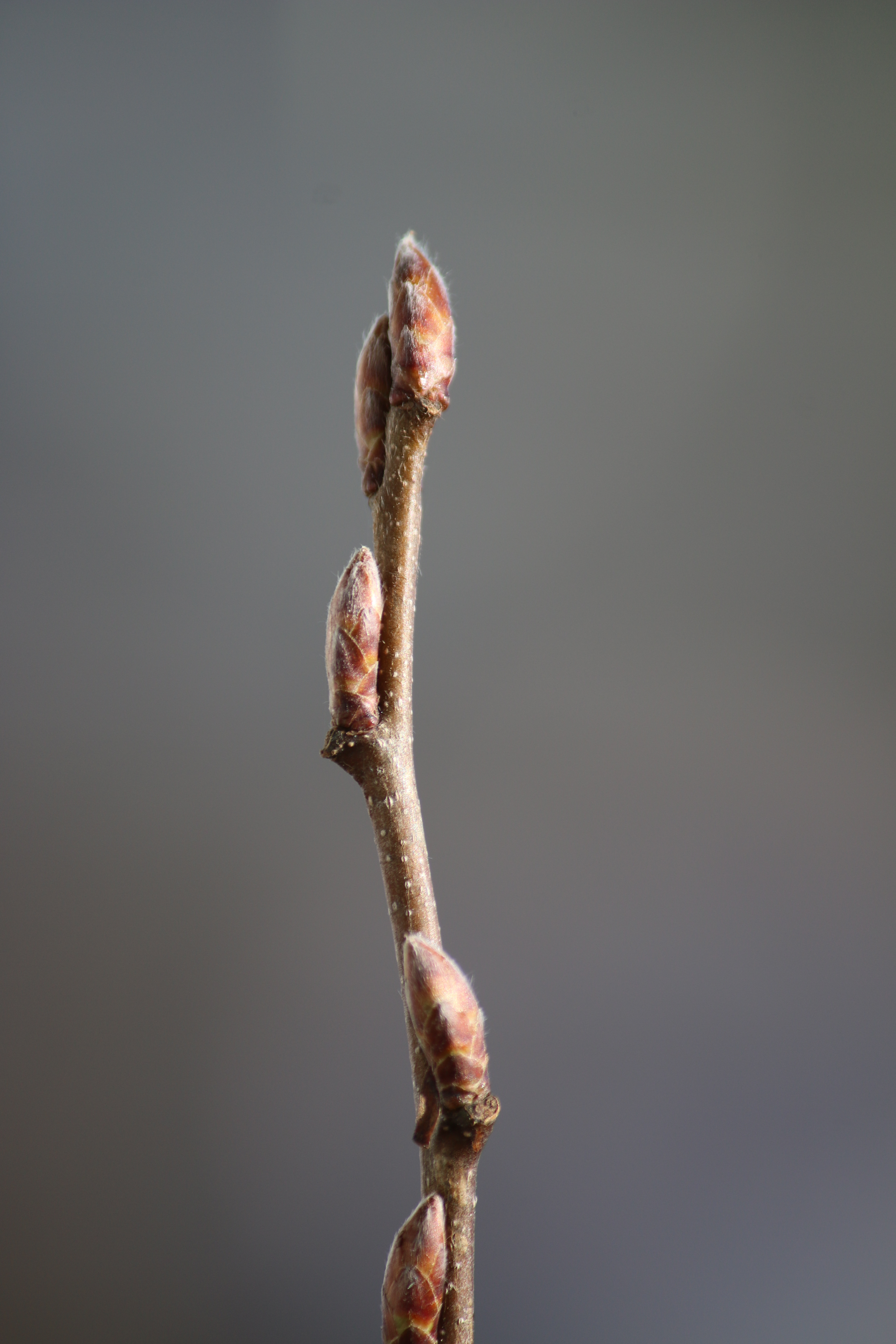 Ast der Hainbuche mit eng anliegenden Knospen