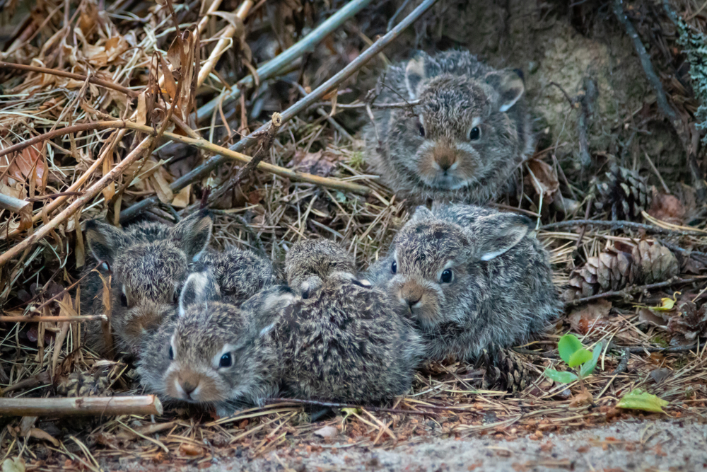 Wildkaninchen Junge