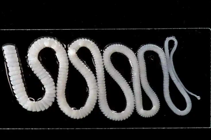 Bandwurm