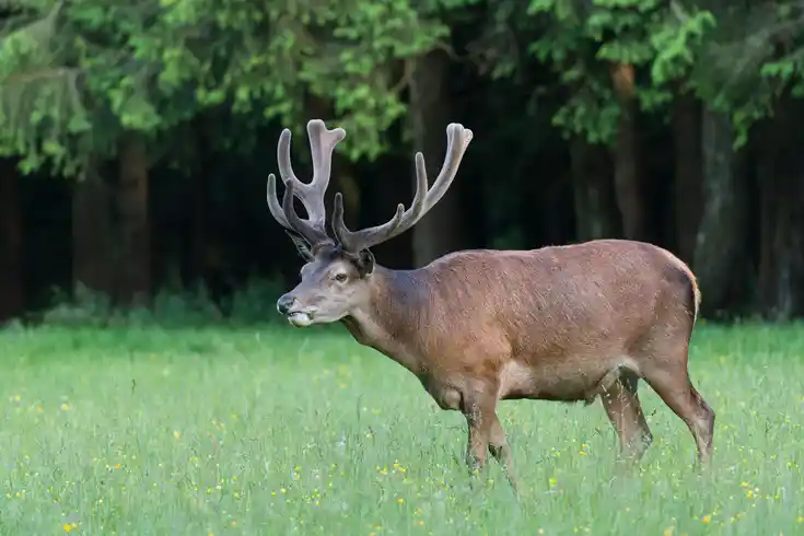 Gut veranlagter Junghirsch im Bast