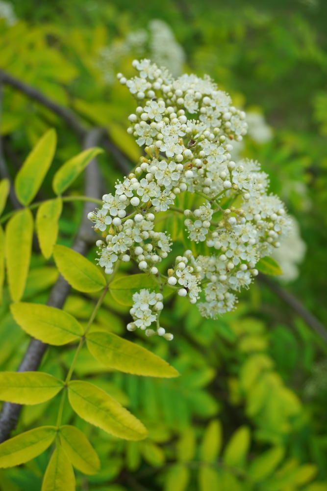Blüte der Vogelbeere