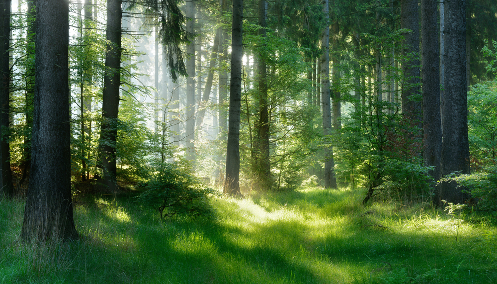 Naturnaher Wald
