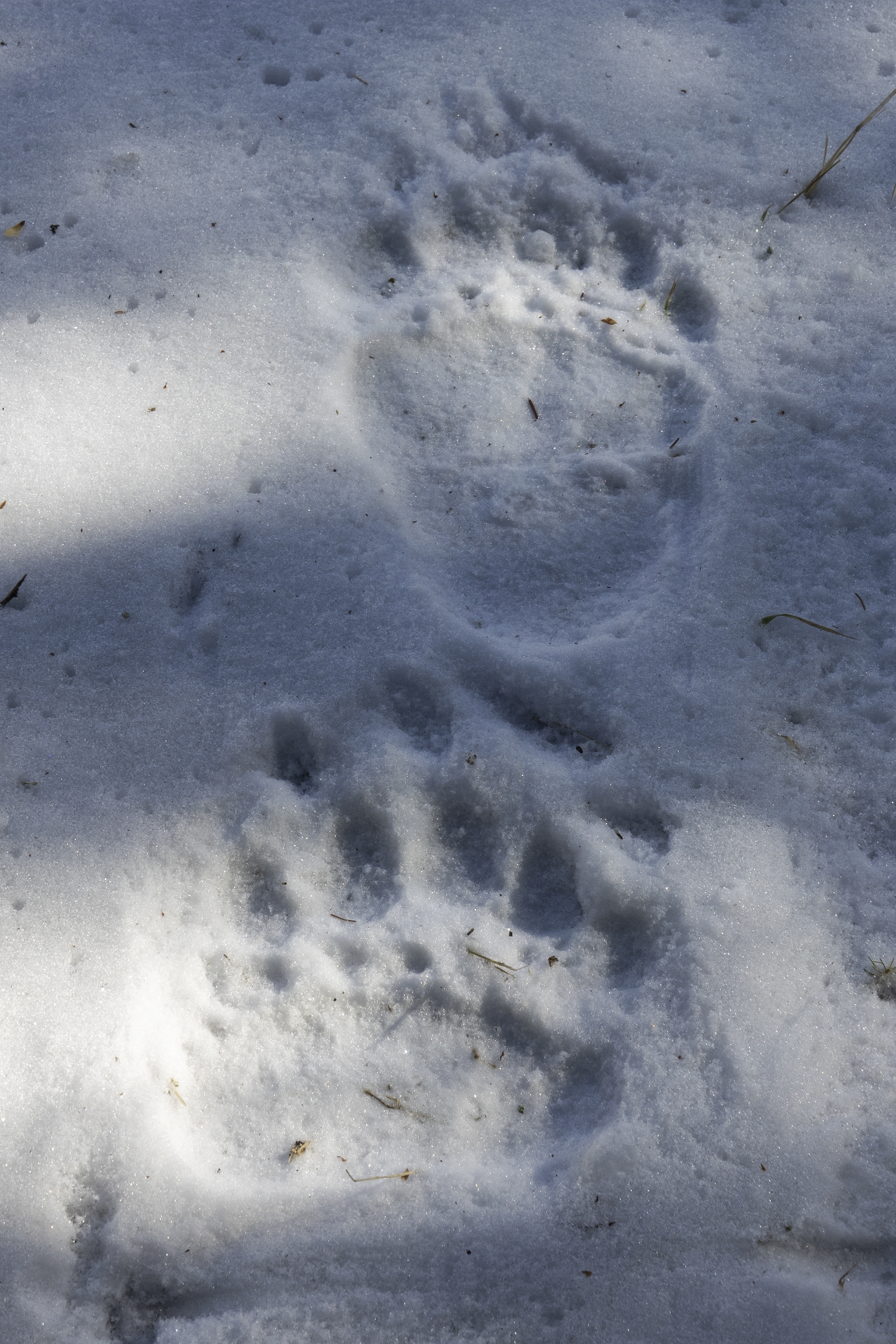 Braunbär Fährte