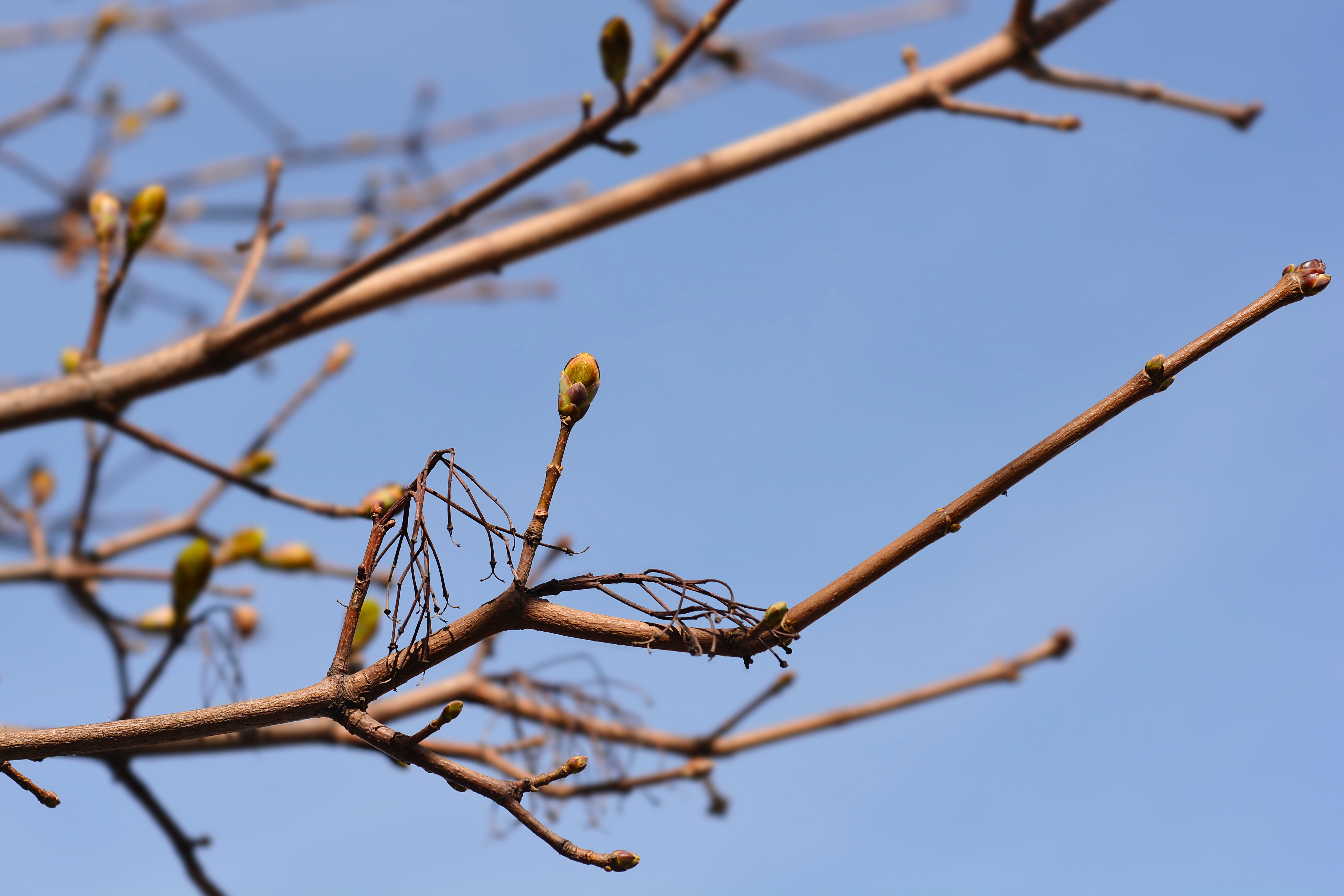 Ast vom Ahorn mit 3-teiligen Knospen am Ende vom Ast