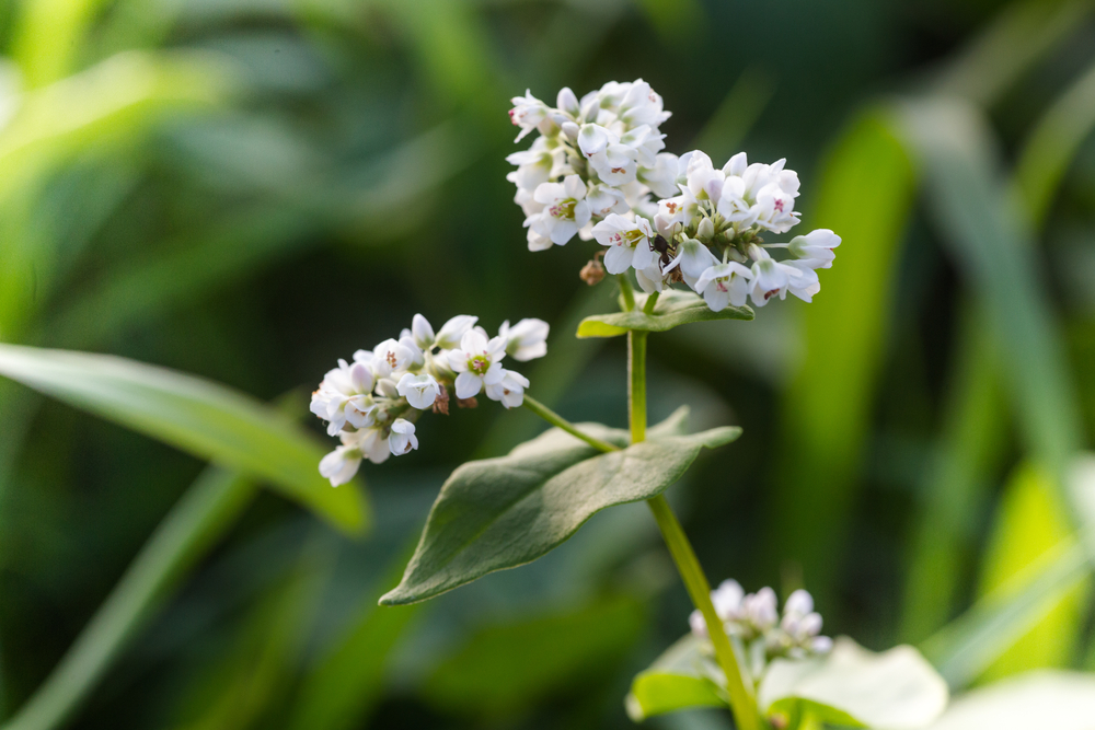 Buchweizenblüte