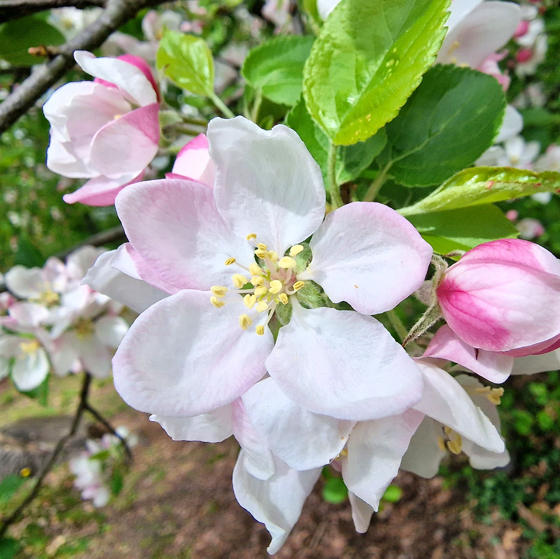 Apfel-Wild BluÌte u 20230502_145934