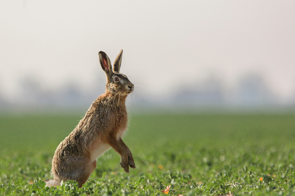 Hase Kegel