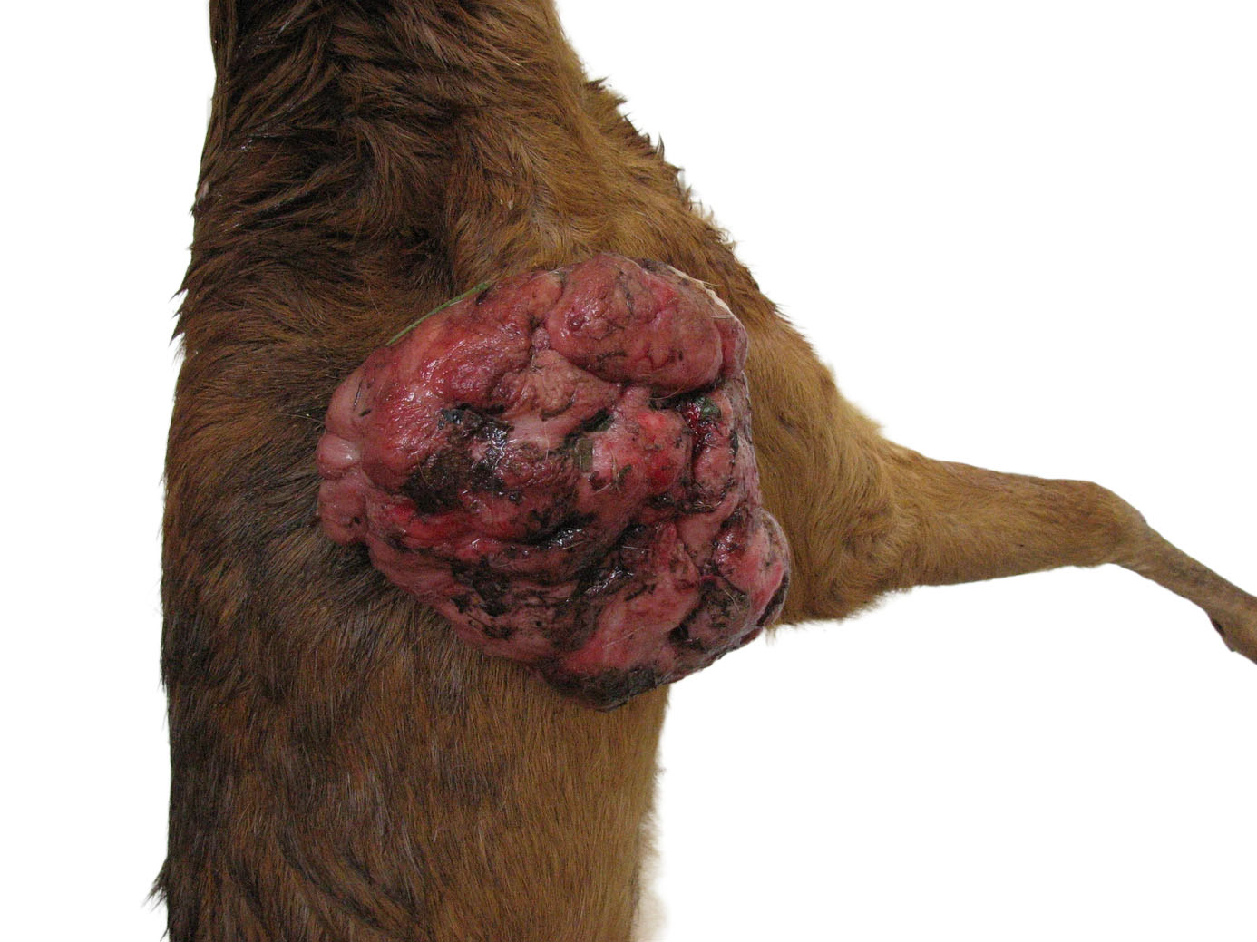 Fibrom beim Rehbock