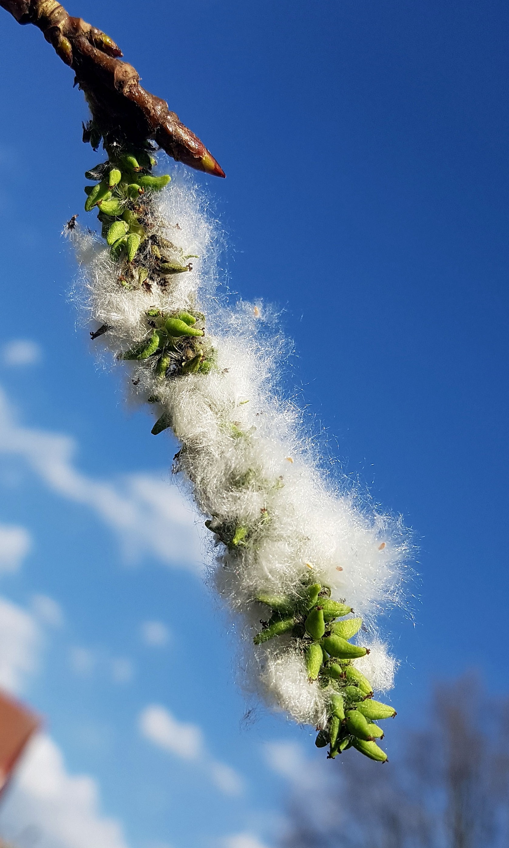 Pappel-Zitter Samen 20220428_170249