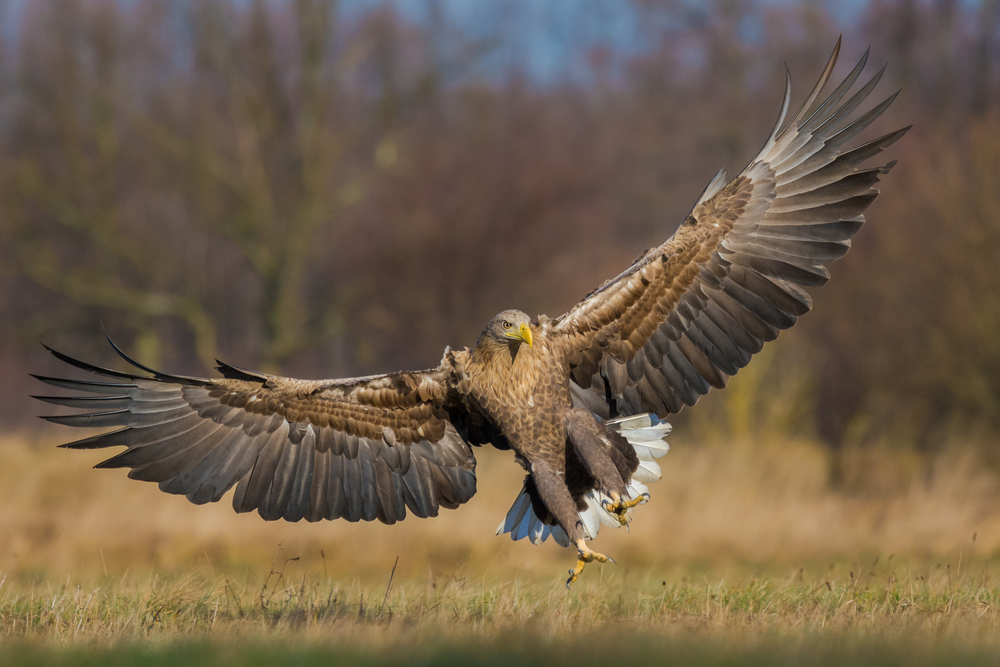 Seeadler Spannweite