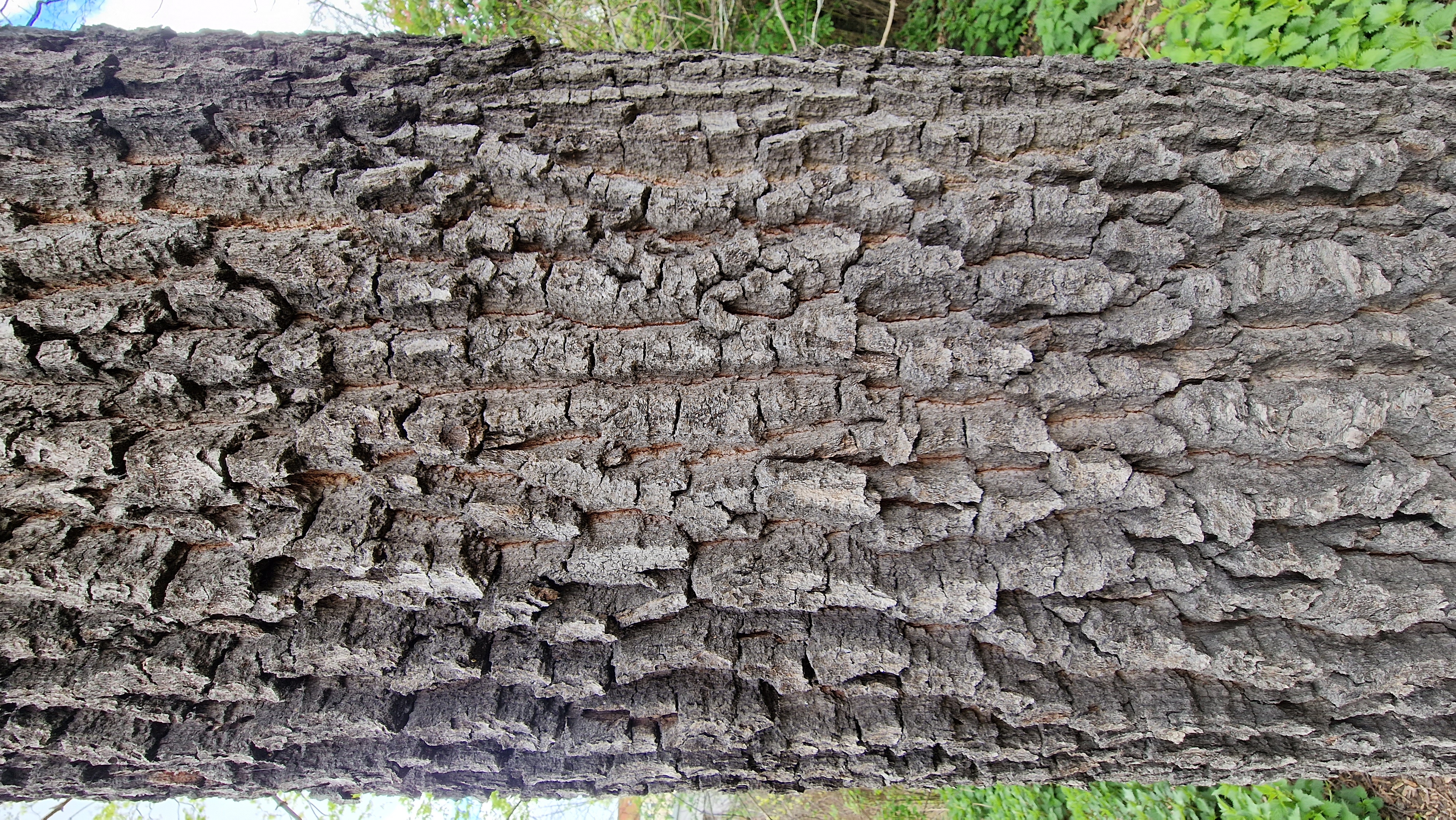 Rinde der Stiel-Eiche (alt)