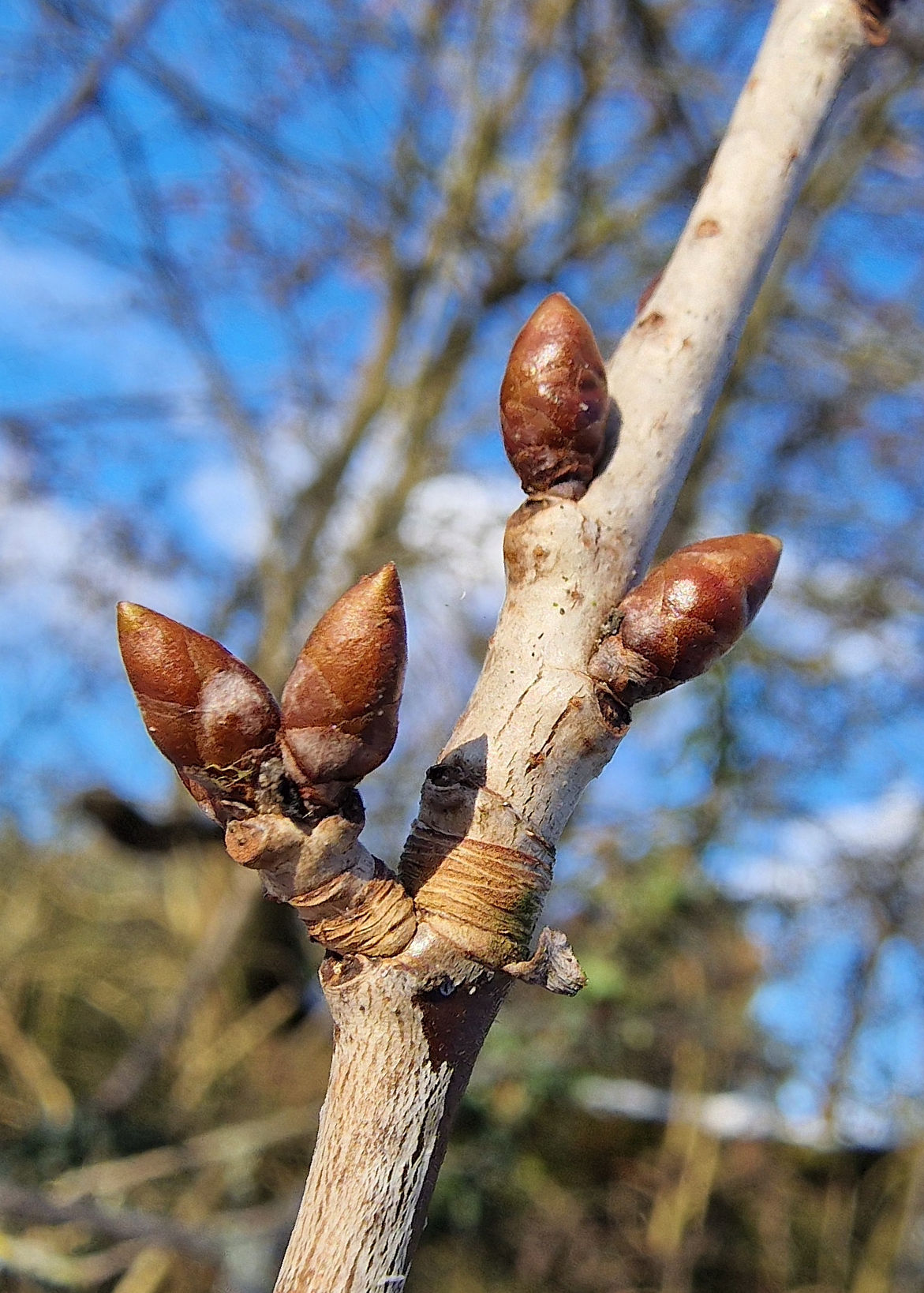 Kirsche-Vogel-Wild Knospe 20250216_150054