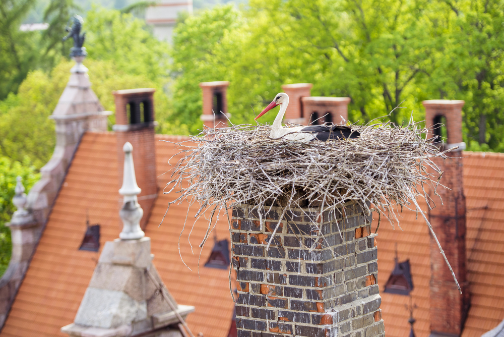 Weißstorch Nest