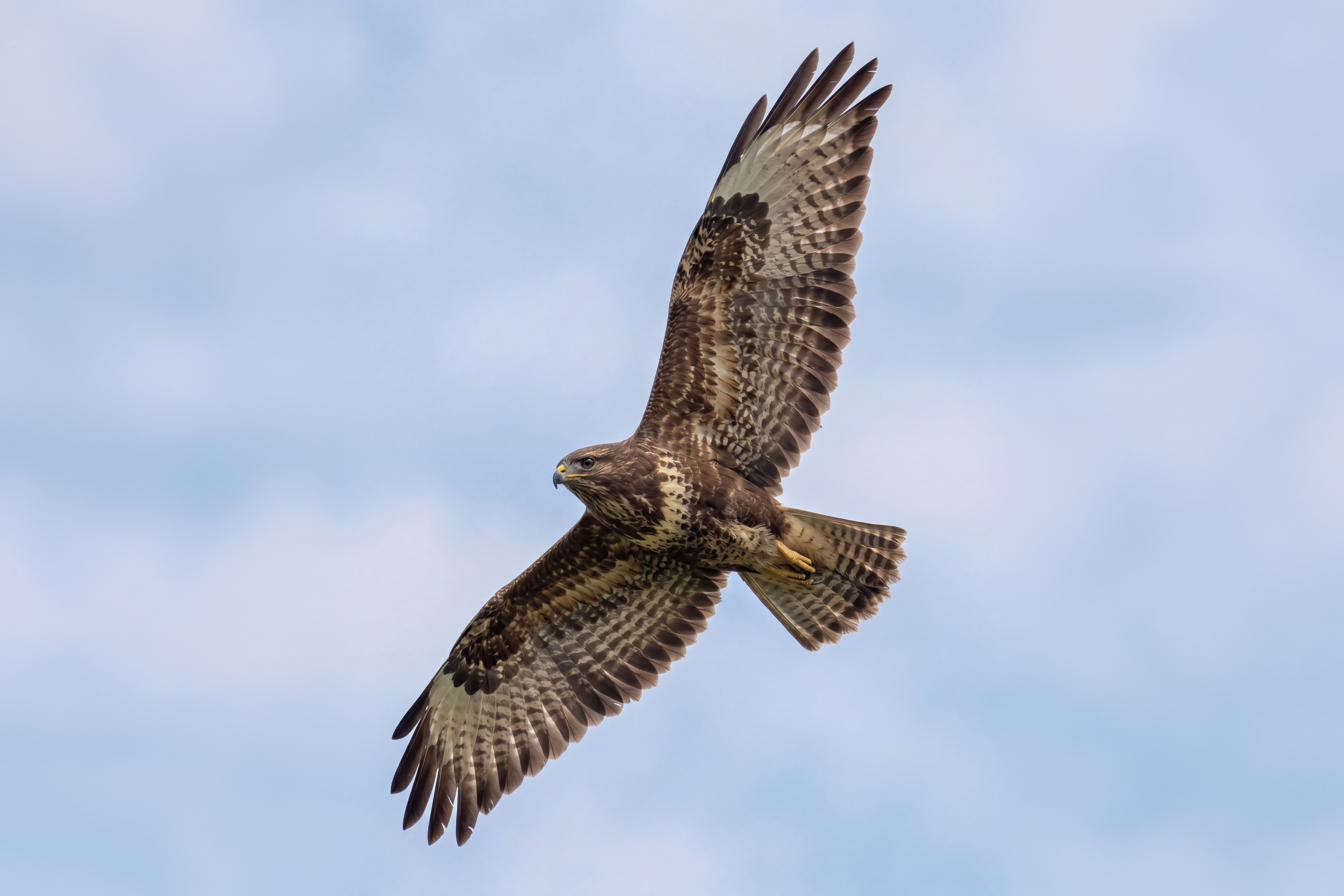 Mäusebussard im Flug