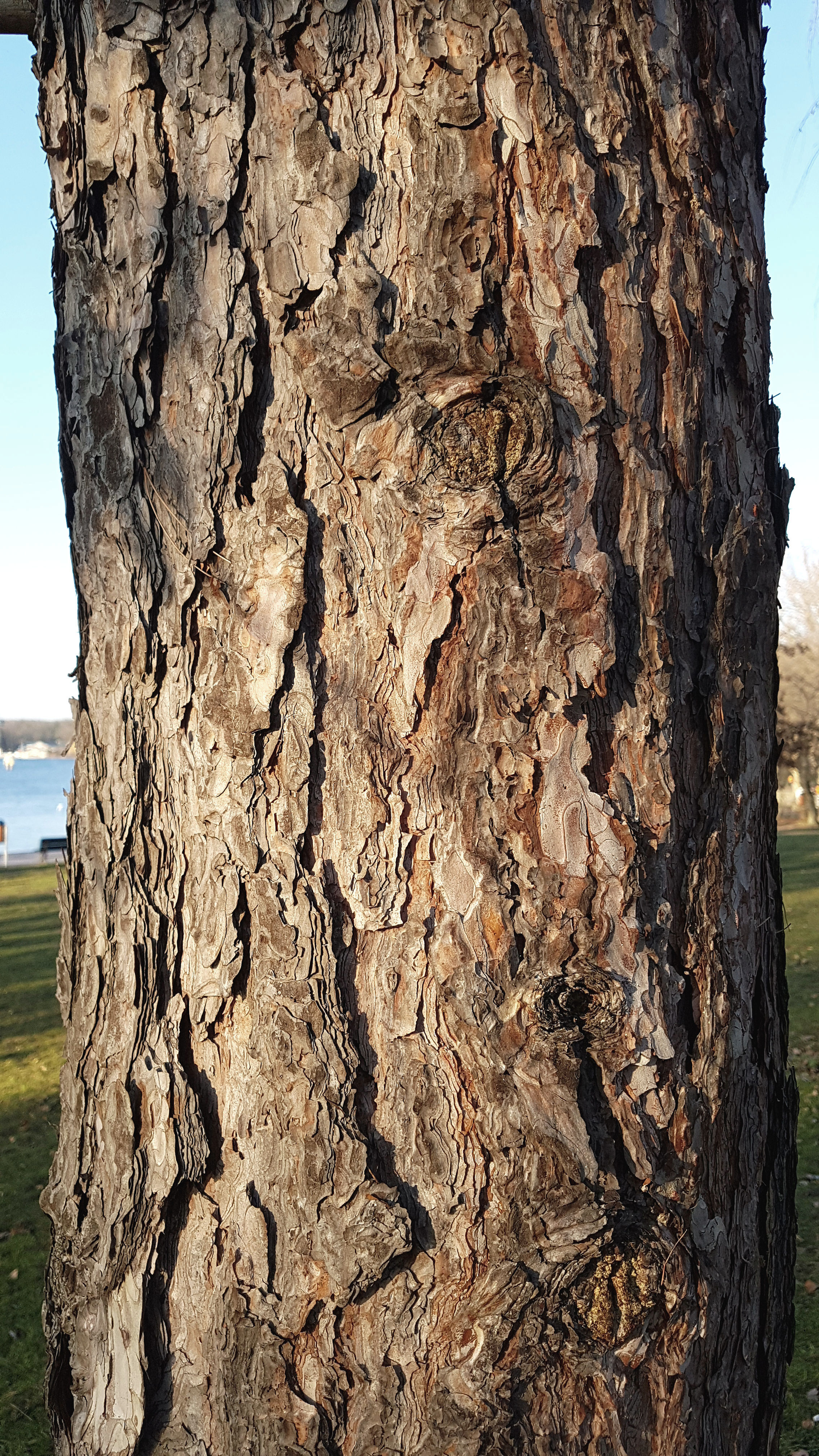 Kiefer-Schwarz Rinde 20200117_143543asa