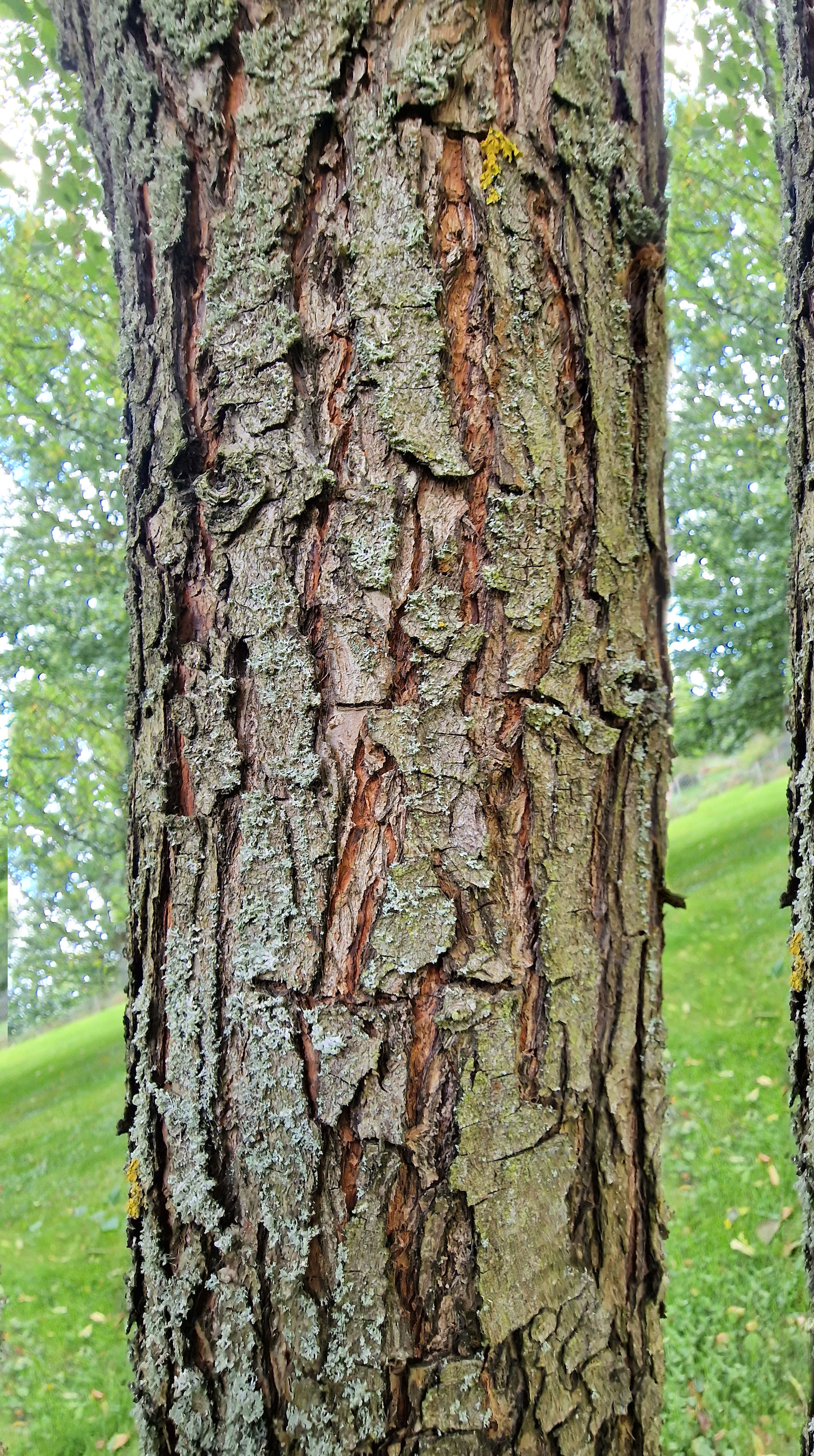 Birne-Wild Rinde 20220922_154058a