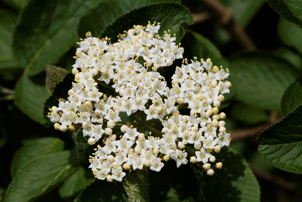Blüte des Wolligen Schneeballs