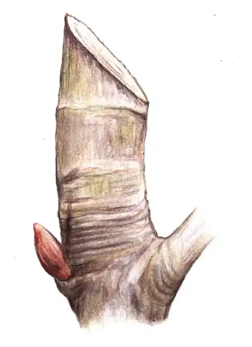 Hasenverbiss