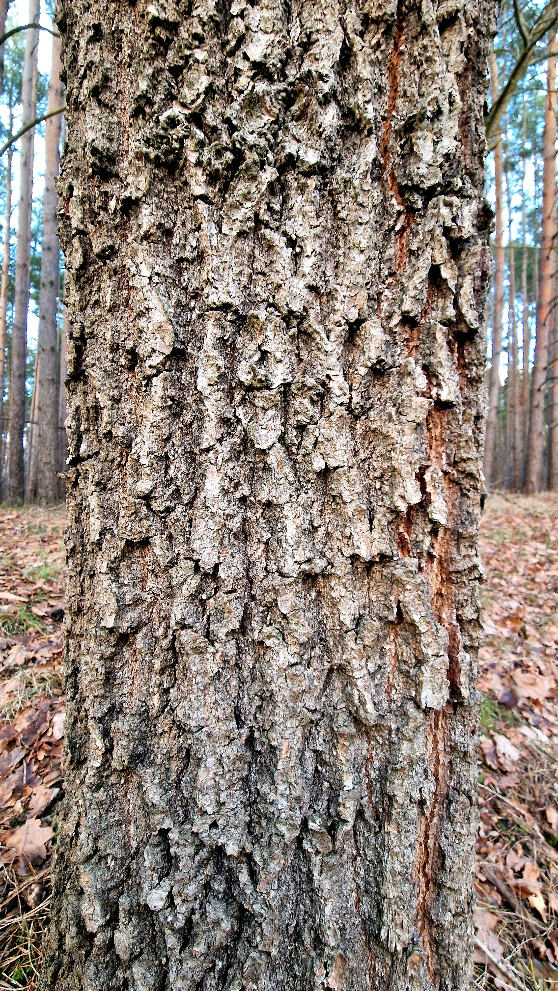 Rinde der Stiel-Eiche (jung)