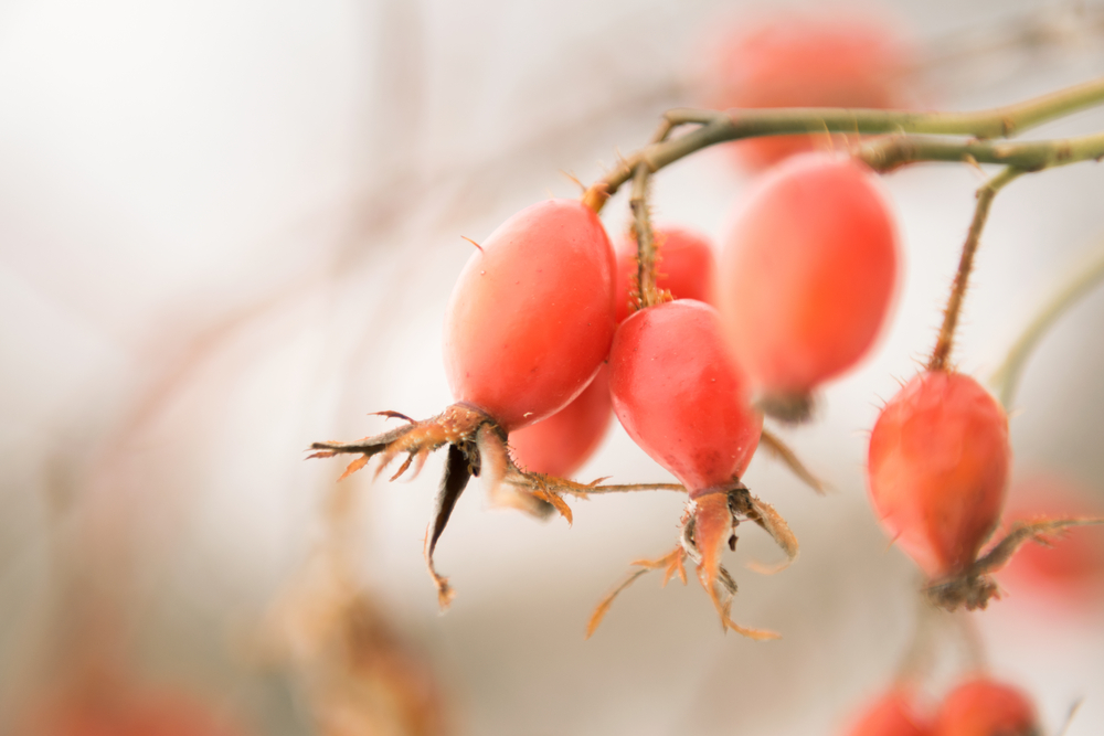 Früchte der Heckenrose