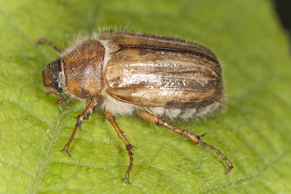 Junikäfer